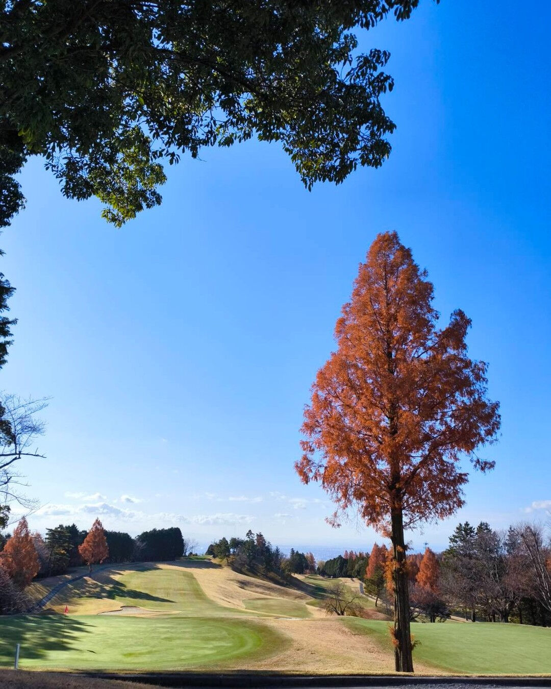 初めて行ったPGM池田ゴルフコースで感じた紅葉の美しさは格別